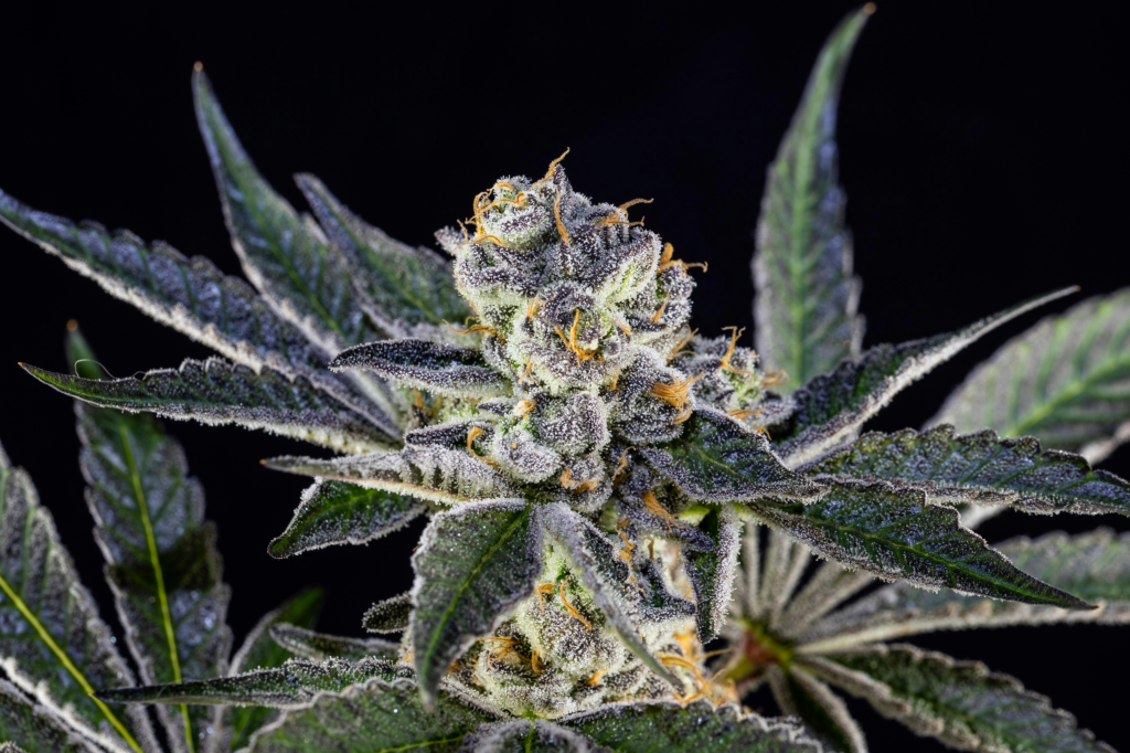 ダイエットウィード（Diet Weed）と呼ばれるTHCVで本当に減量できる？