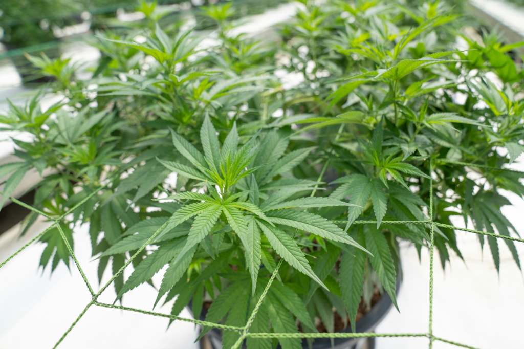 最新の研究でトゥレット症候群のチック症状に対する大麻の効果が判明